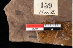 Foto (Detailansicht) von Glyptostrobus europaeus Brongniart (NHMW-GEO-2024-0188-0159)